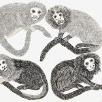 Leontopithecus rosalia, caissara, chrysopygus, chrysomelas Nanquim, 21 x 30cm (VxH) Ver texto relacionado