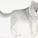 Canis lupus Nanquim, 21 x 30cm (VxH) Distribuição: América do Norte e Europa