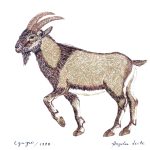 Capra aegagrus Nanquim, 21 x 30cm (VxH) Distribuição: Amplamente distribuída da Ásia à Europa