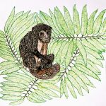 Alouatta guariba e Virola oleifera Nanquim, 37 x 35cm (VxH) Distribuição: Sul da Bahia ao Rio Grande do Sul e Mata Atlântica