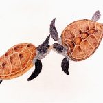 Chelonia mydas Nanquim, 50 x 70cm (VxH) Distribuição: Todos os oceanos (à exceção dos polares)