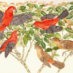 Ramphocelus bresilius Lápis-de-cor, 35,5 x 51cm (VxH) Distribuição: Mata Atlântica litorânea