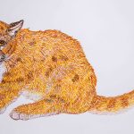 Puma concolor Nanquim, 20 x 35 cm (VxH) Distribuição: Américas, do Canadá até a Patagônia