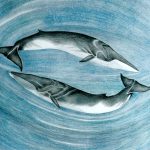Balaenoptera physalus Lápis-de-cor, 50 x 58,7cm (VxH) Distribuição: Todos os oceanos