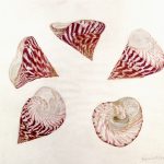 Tectus sp. Lápis-de-cor, 38 x 42cm (VxH) Distribuição: -