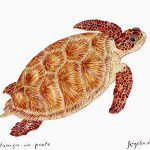 Chelonia mydas Nanquim, 19,8 x 25,8cm (VxH) Distribuição: Todos oceanos (à exceção dos polares)