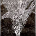Orbignya phalerata Xilogravura, 90 x 45cm (VxH) Distribuiçao: Brasil (Norte, Nordeste e Centro-Oeste), Bolívia, Guianas e Suriname