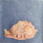 Cassis sp. Lápis-de-cor, 33,5 x 35,5cm (VxH) Distribuição: -