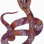 Naja sp. Nanquim, 21,5 x 14,5cm Distribuição: África e Ásia