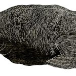 Trichechus inunguis Xilogravura, 40 x 101cm (VxH) Distribuiçao: Floresta Amazônica