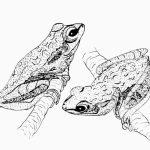 Hypsiboas pulchellus Nanquim, 15,1 x 22cm (VxH) Distribuição: Sudeste do Brasil, Uruguai, Paraguai e Argentina