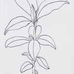 Xylopia brasiliensis Nanquim, 32 x 27,2cm (VxH)