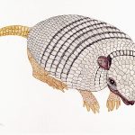 Euphractus sexcinctus Nanquim, 25 x 36cm (VxH) Distribuição: Brasil