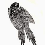 Anodoryhynchus glaucus Xilogravura, 22,5 x 12,5cm (VxH) Distribuiçao: Mata-Atlântica da Argentina, Brasil, Uruguai e Paraguai (espécie extinta)