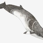 Balaenoptera acutorostrata Nanquim, 21 x 30cm (VxH) Distribuição: Todos os oceanos