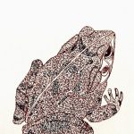 Rhinella crucifer Nanquim, 20,2 x 14,8cm (VxH) Distribuição: De Minas Gerais ao Ceará, passando pelo Espírito Santo