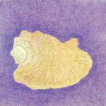 Strombus sp. Lápis-de-cor, 30 x 40cm (VxH) Distribuição: -
