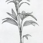 Geonoma schottiana Nanquim, 35,4 x 30,7cm (VxH)