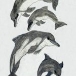 Sotalia fluviatilis e Sotalia guianensis Nanquim, 44 x 36cm (VxH