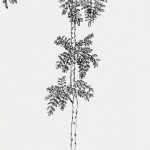 Machaerium villosum Nanquim, 45 x 27,3cm (VxH)