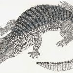 Caiman latirostris Nanquim, 21 x 30cm (VxH) Distribuição: Mata Atlântica (Brasil)