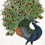 Pavo cristatus Nanquim, 28,9 x 19,5cm (VxH) Distribuição: Índia e Sri Lanka